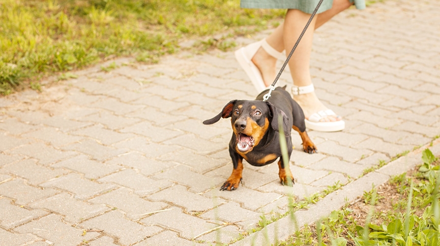 人與寵物都中招-狗狗-花園及家居驅蚤抗蜱蟲指南